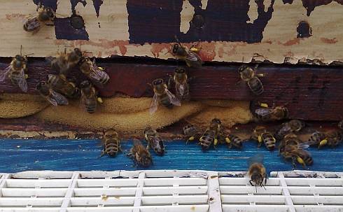 Pszczoły przynoszą pyłek